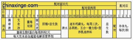 种鸽配对前30天用药调理方案