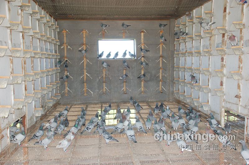 辽宁鸣威赛鸽养殖训练基地秋棚内办公区域