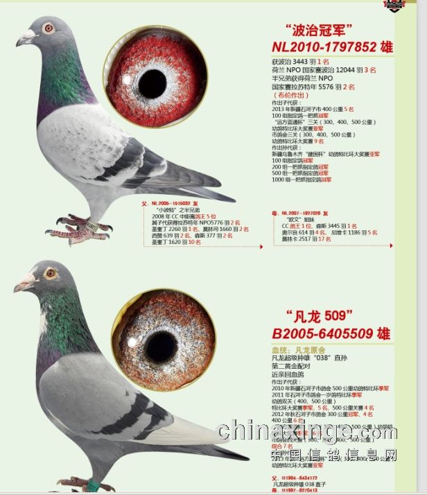 于相军鸽舍  年鉴设计稿 发布时间: 2014-1-15 14:58:44 赛鸽档案设计
