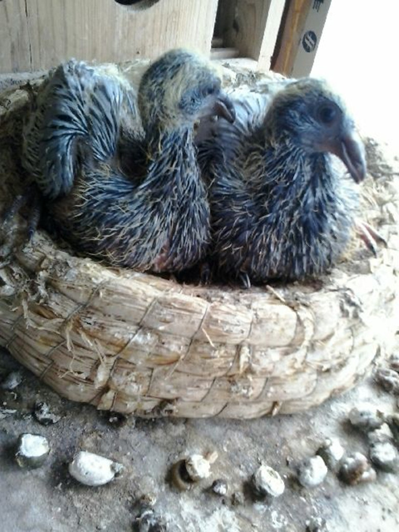 信鸽视频大全鸽子 20140710123844648.jpg