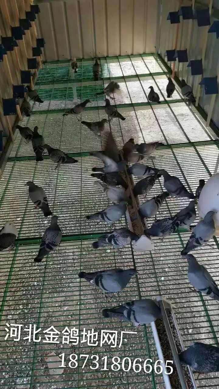 台湾鸽舍建造,大陆鸽舍地网产品