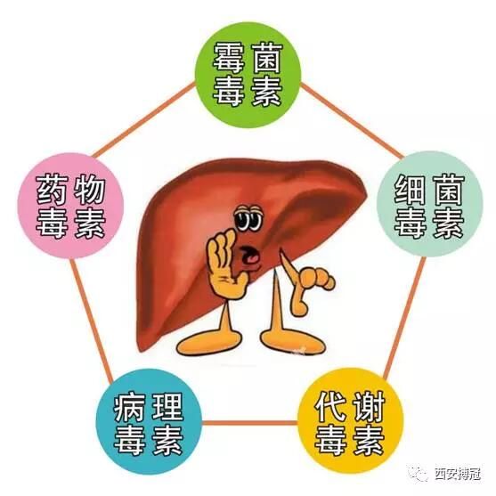 病理状态下产生大量的细菌毒素及病理毒素,多被肠道吸收进入了肝脏