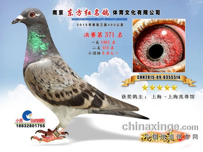 16年中国兆尊馆部分获奖鸽欣赏