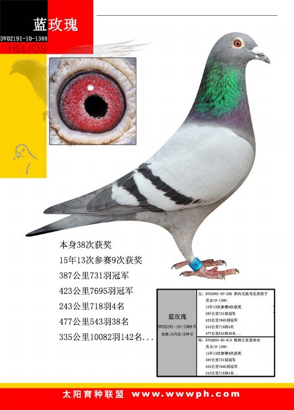 德国全国冠军,全国鸽王,公棚冠军
