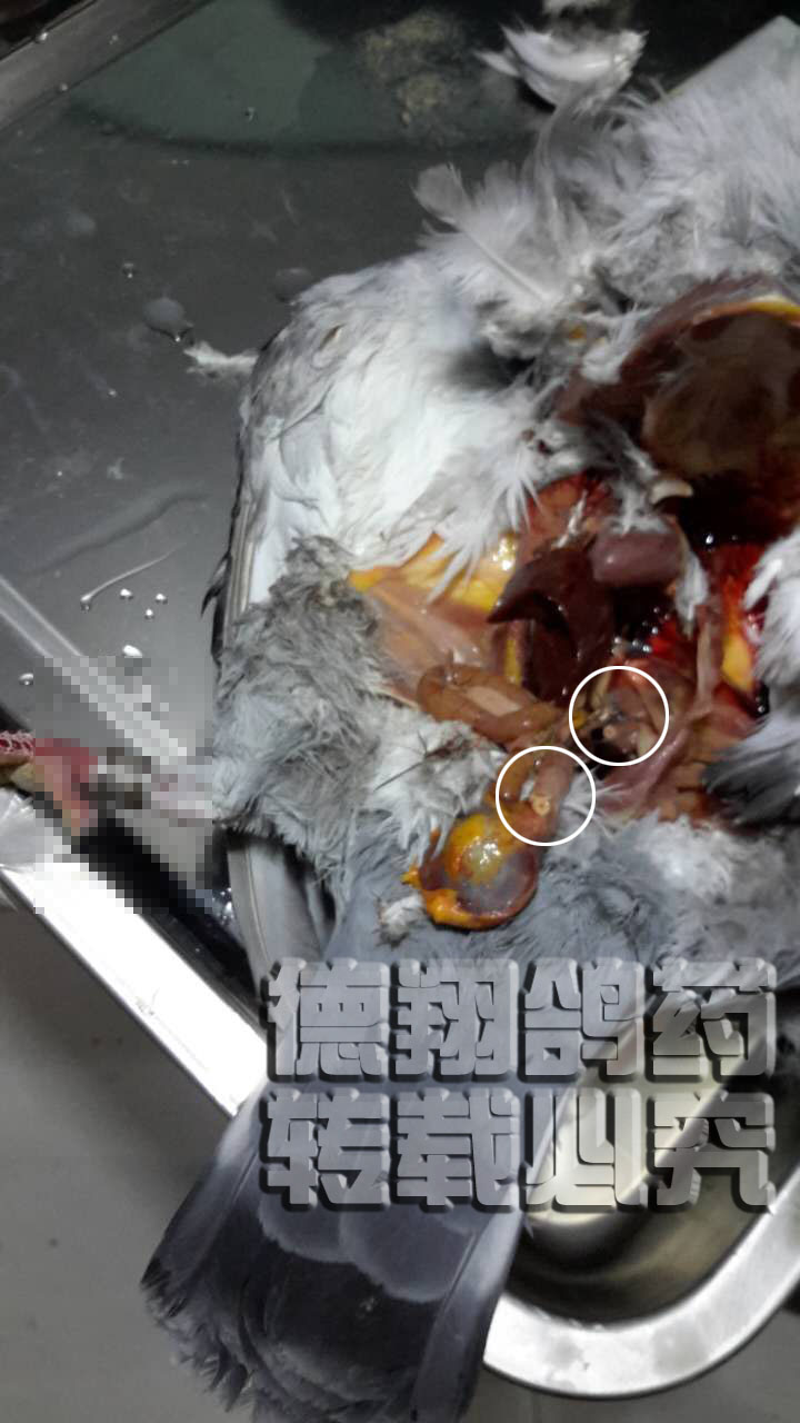 狮子曲霉菌与衣原体治疗预约的诊断与混合埭溪信鸽山庄感染图片