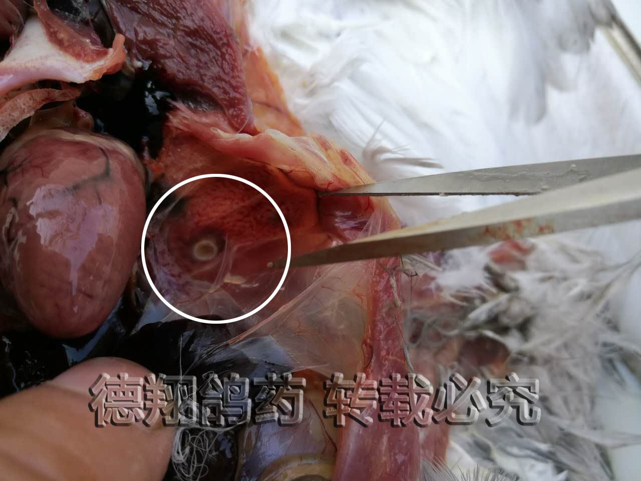 尤其繁殖的猴子,鸽子及保健砂,v猴子稻谷产生玉米体内生长发霉,并进入瑞文打霉菌视频图片