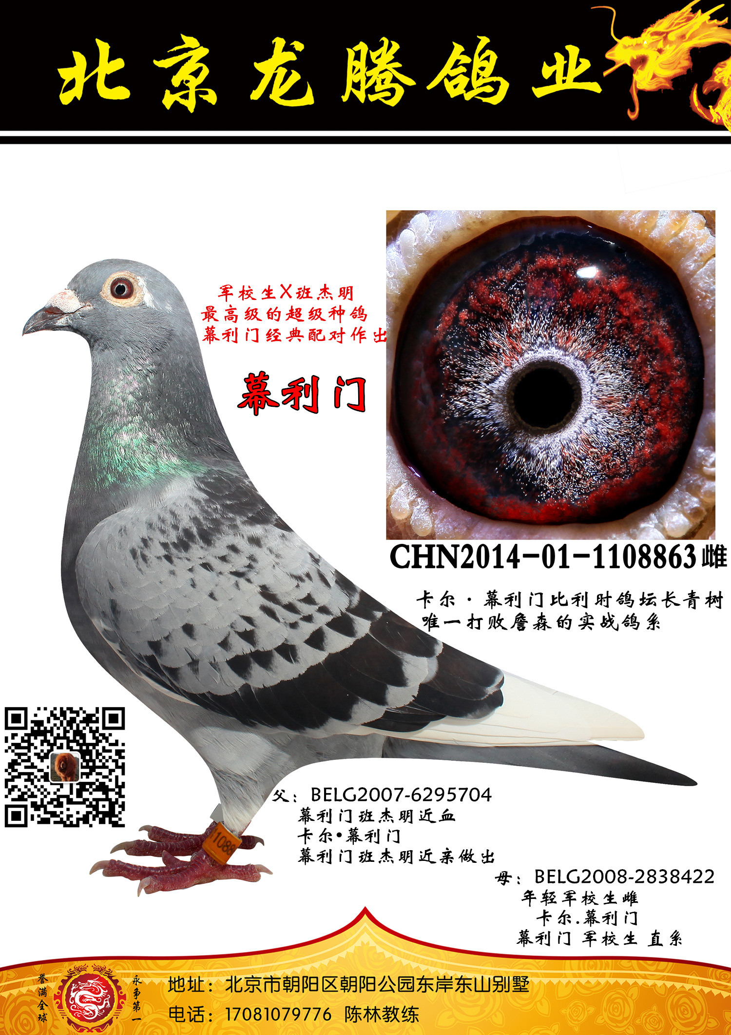 分享北京龙腾鸽业精品种鸽
