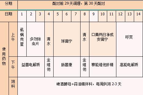 种鸽配对前须进行科学调理,使种鸽