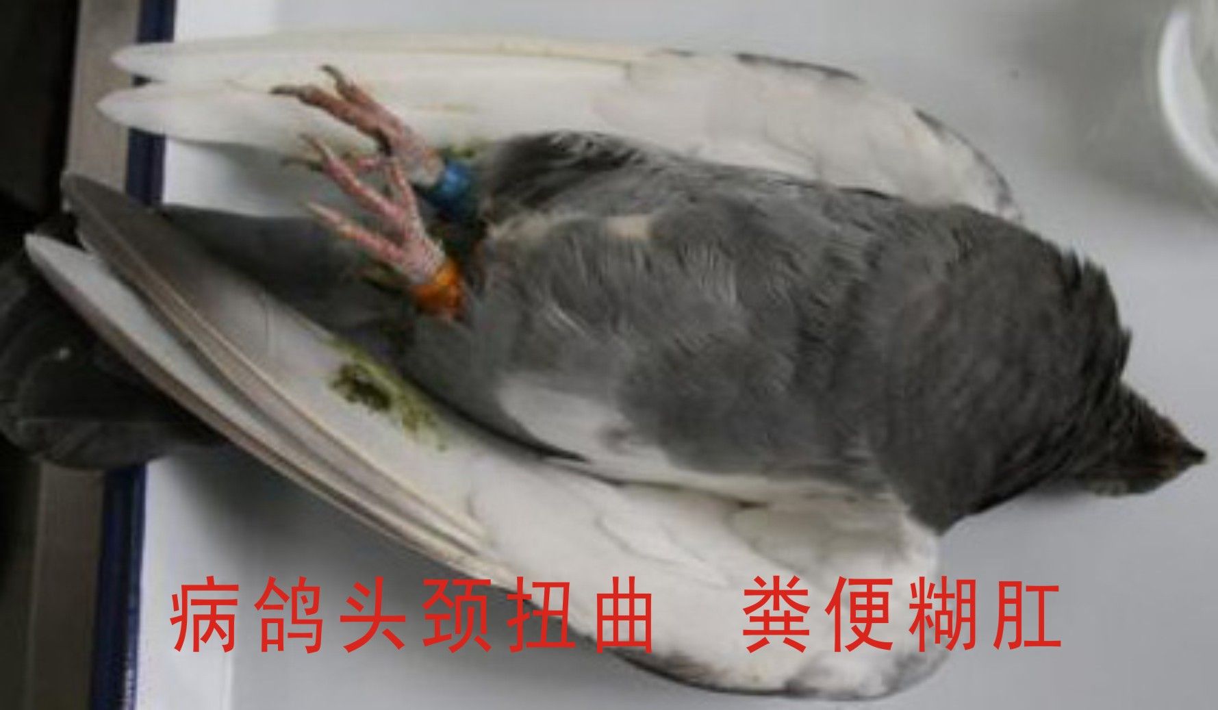 百科长知识：观“粪”识鸽病 你懂得多少？-信鸽资讯-中国信鸽信息网