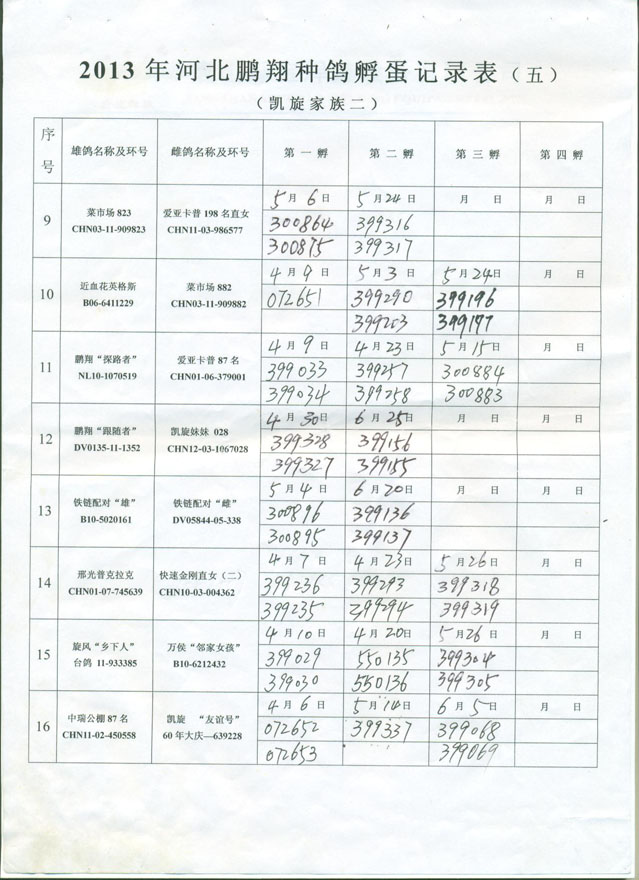 2013年河北鹏翔幼鸽作出记录表