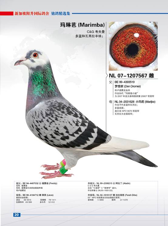 新加坡阳升国际2015年北京拍卖会之精品种鸽欣赏(2)