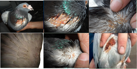 鸽子体内虫症状图片图片